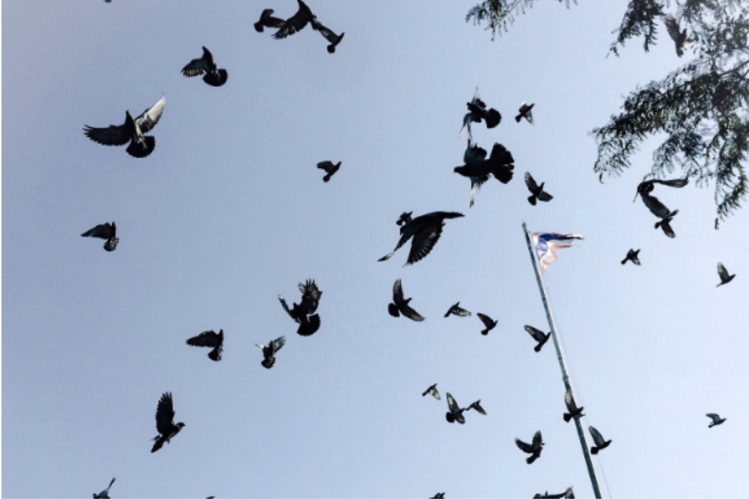 No era la retina: la ciencia confirma dónde está realmente la brújula de las palomas