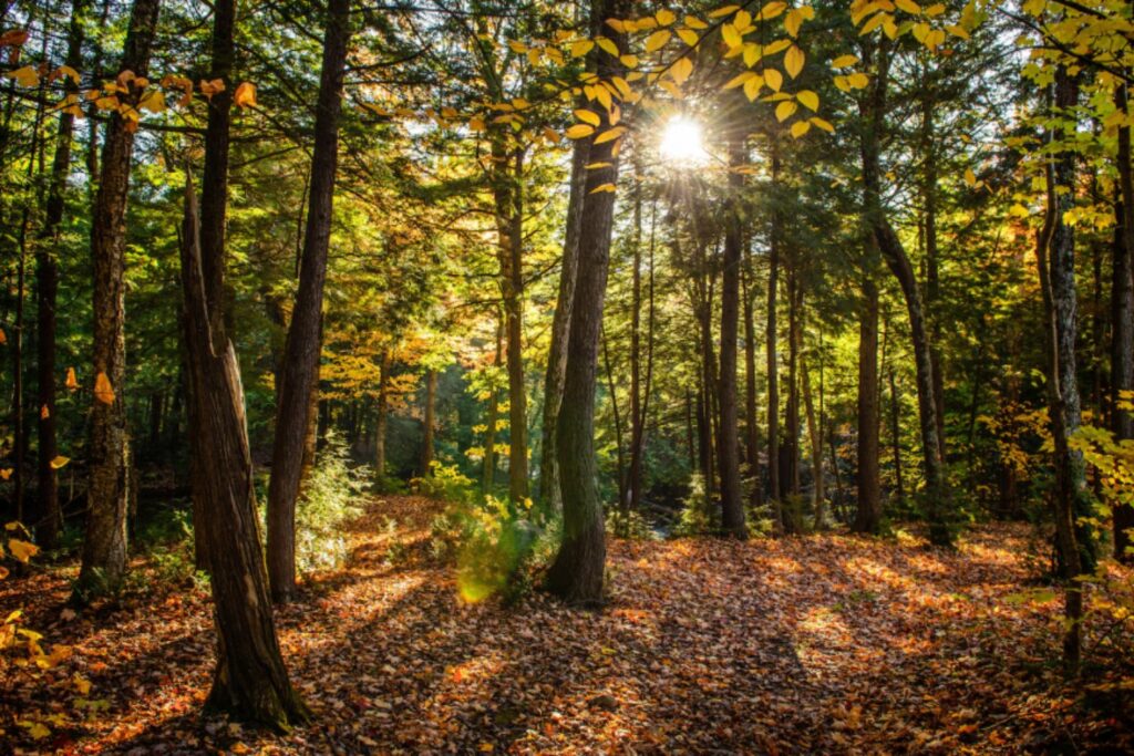 El misterio del carbono faltante: cómo una torre en Harvard cambió la ciencia del clima