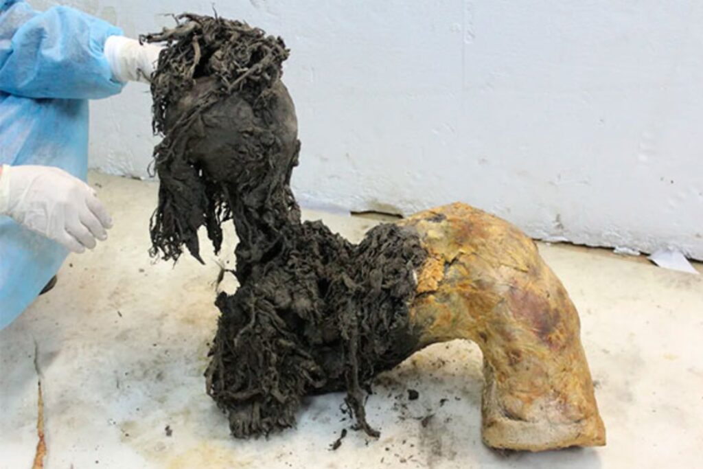 El secreto del ARN del mamut lanudo que cambia lo que sabíamos sobre los animales extintos