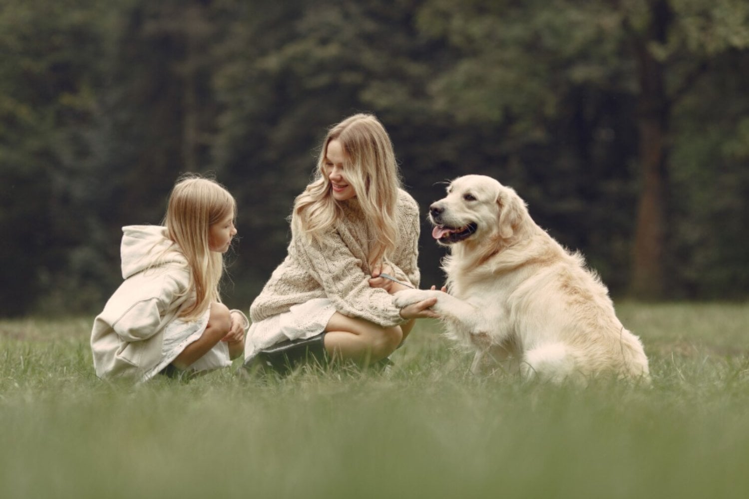 Golden retriever y humanos comparten 12 genes clave: la ciencia revela un vínculo emocional inesperado