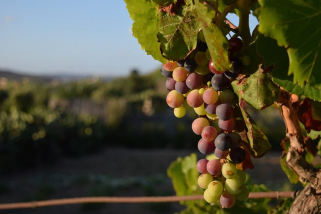 Café, vino y chocolate: los placeres que el cambio climático amenaza con volver un lujo