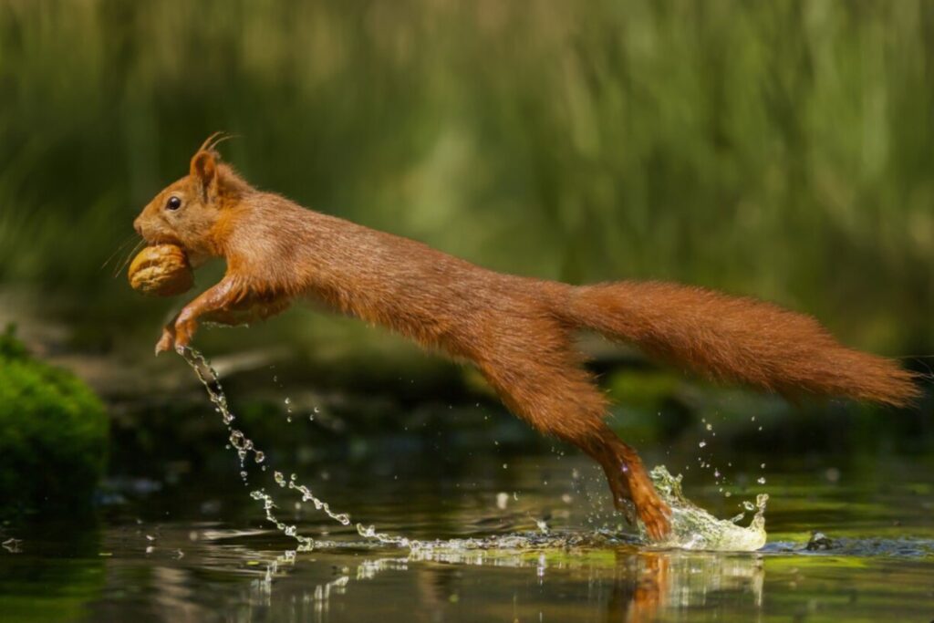 La gran desconexión del planeta: los animales se mueven cada vez menos y los ecosistemas entran en riesgo