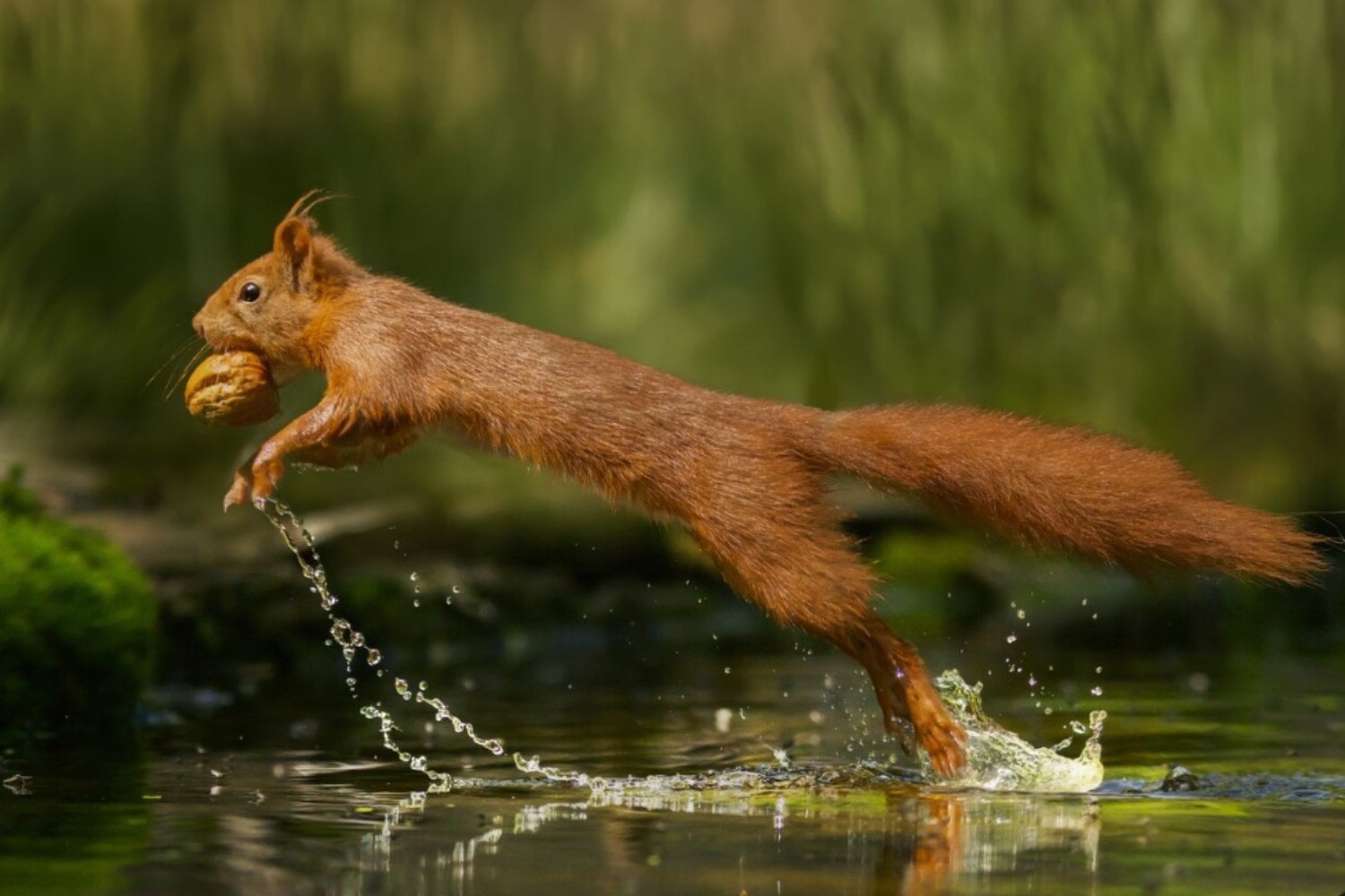 La gran desconexión del planeta: los animales se mueven cada vez menos y los ecosistemas entran en riesgo