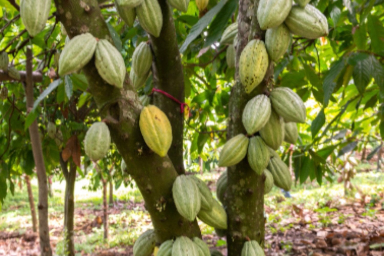 Café, vino y chocolate: los placeres que el cambio climático amenaza con volver un lujo