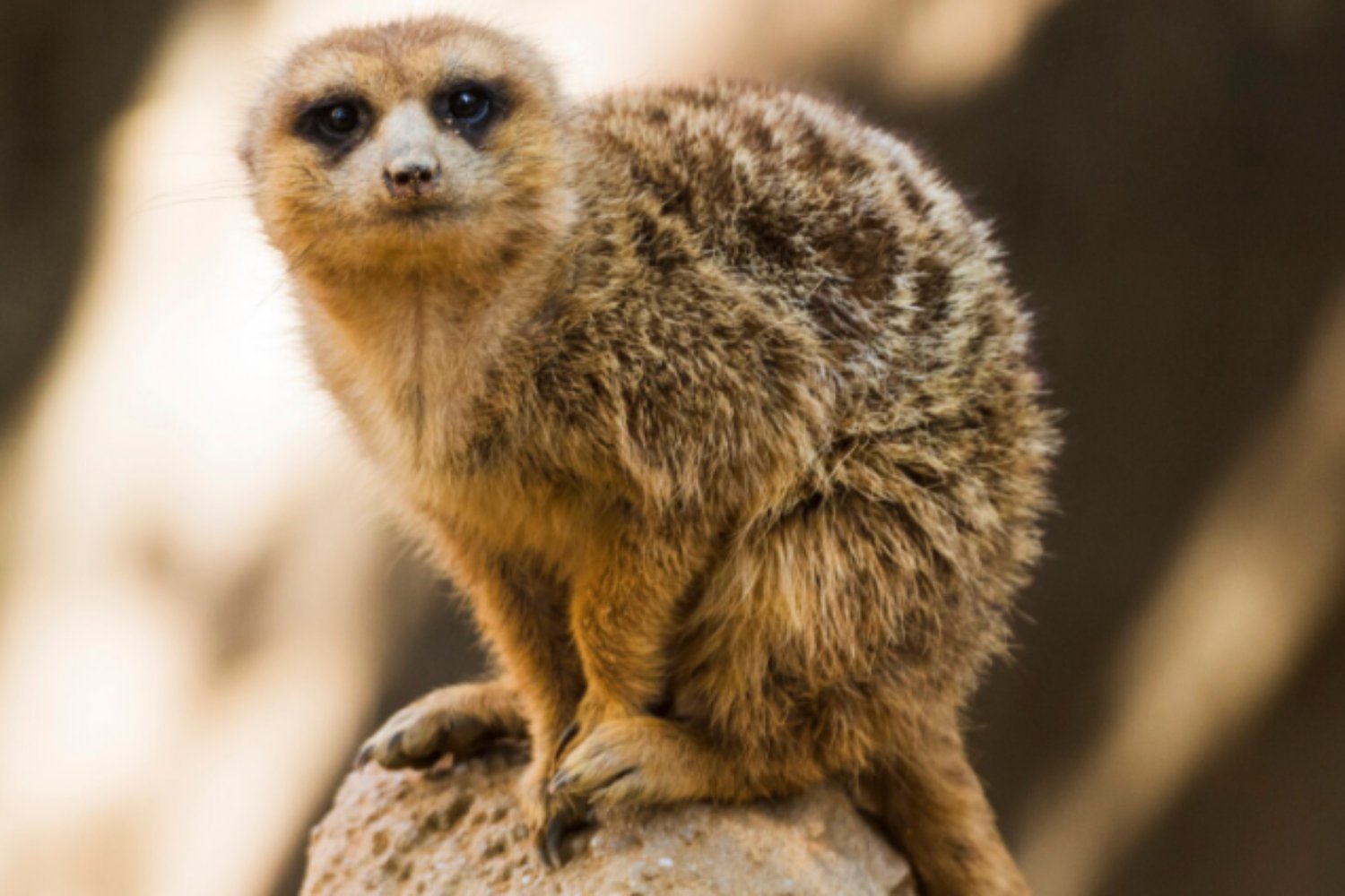 La gran desconexión del planeta: los animales se mueven cada vez menos y los ecosistemas entran en riesgo