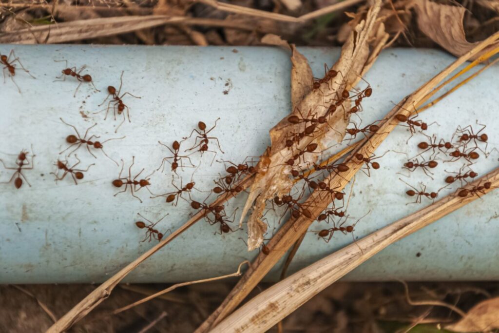 Cómo las hormigas rediseñan sus nidos para prevenir epidemias dentro de la colonia