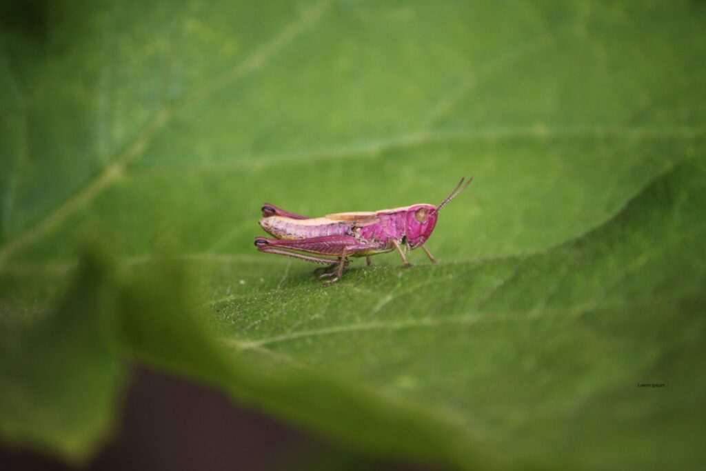 Saltamontes rosa: la mutación que desafía a la naturaleza y alarma a los conservacionistas