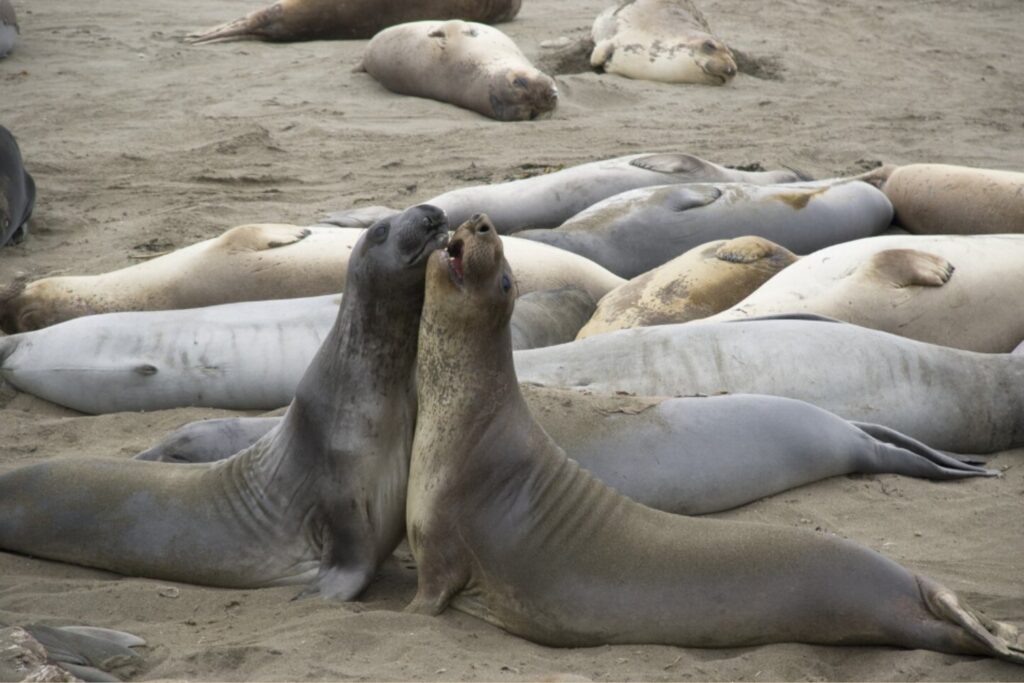 El golpe silencioso en el fin del mundo: la gripe aviar derrumba a la mayor colonia de elefantes marinos