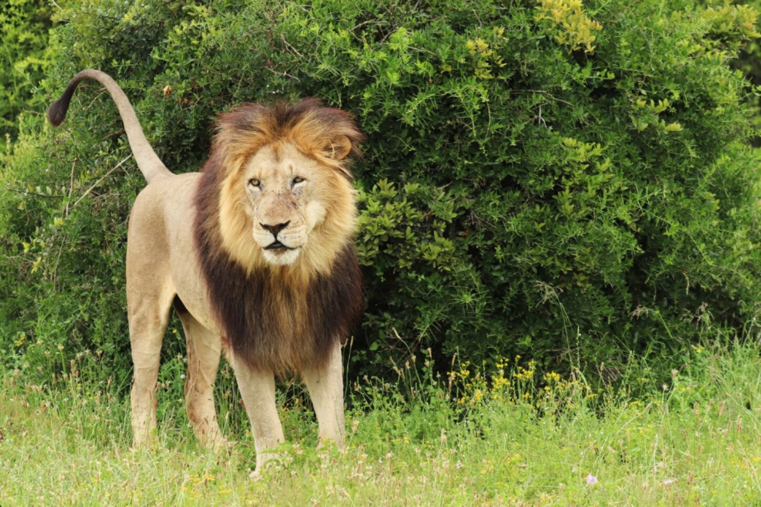 La gran desconexión del planeta: los animales se mueven cada vez menos y los ecosistemas entran en riesgo