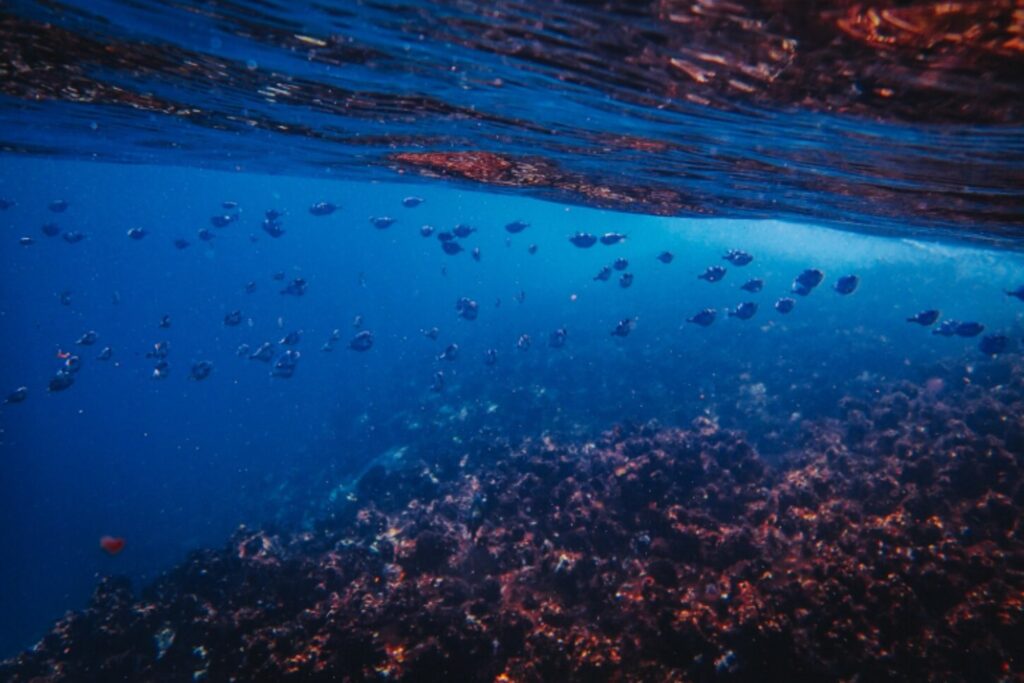 El precio oculto del coche eléctrico: los residuos del fondo del mar amenazan la cadena trófica oceánica