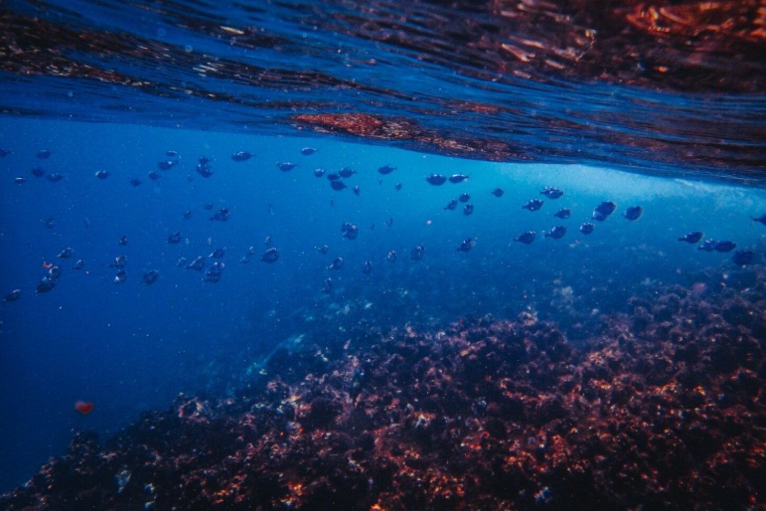 El precio oculto del coche eléctrico: los residuos del fondo del mar amenazan la cadena trófica oceánica