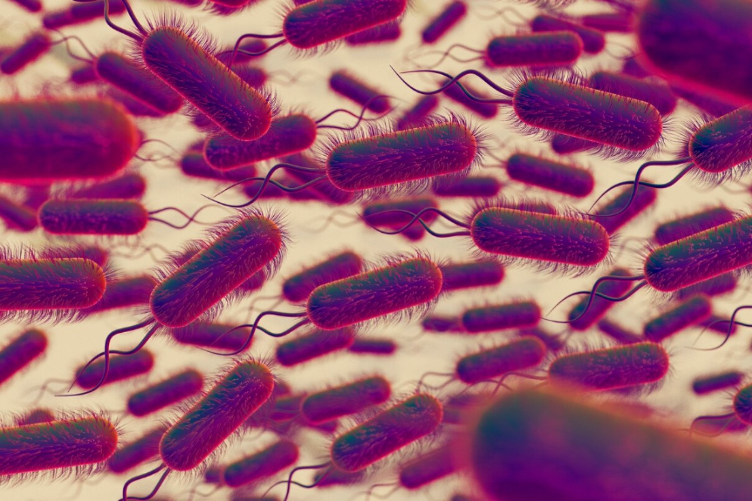 Parches con virus que eliminan bacterias: el avance canadiense que promete revolucionar la seguridad alimentaria