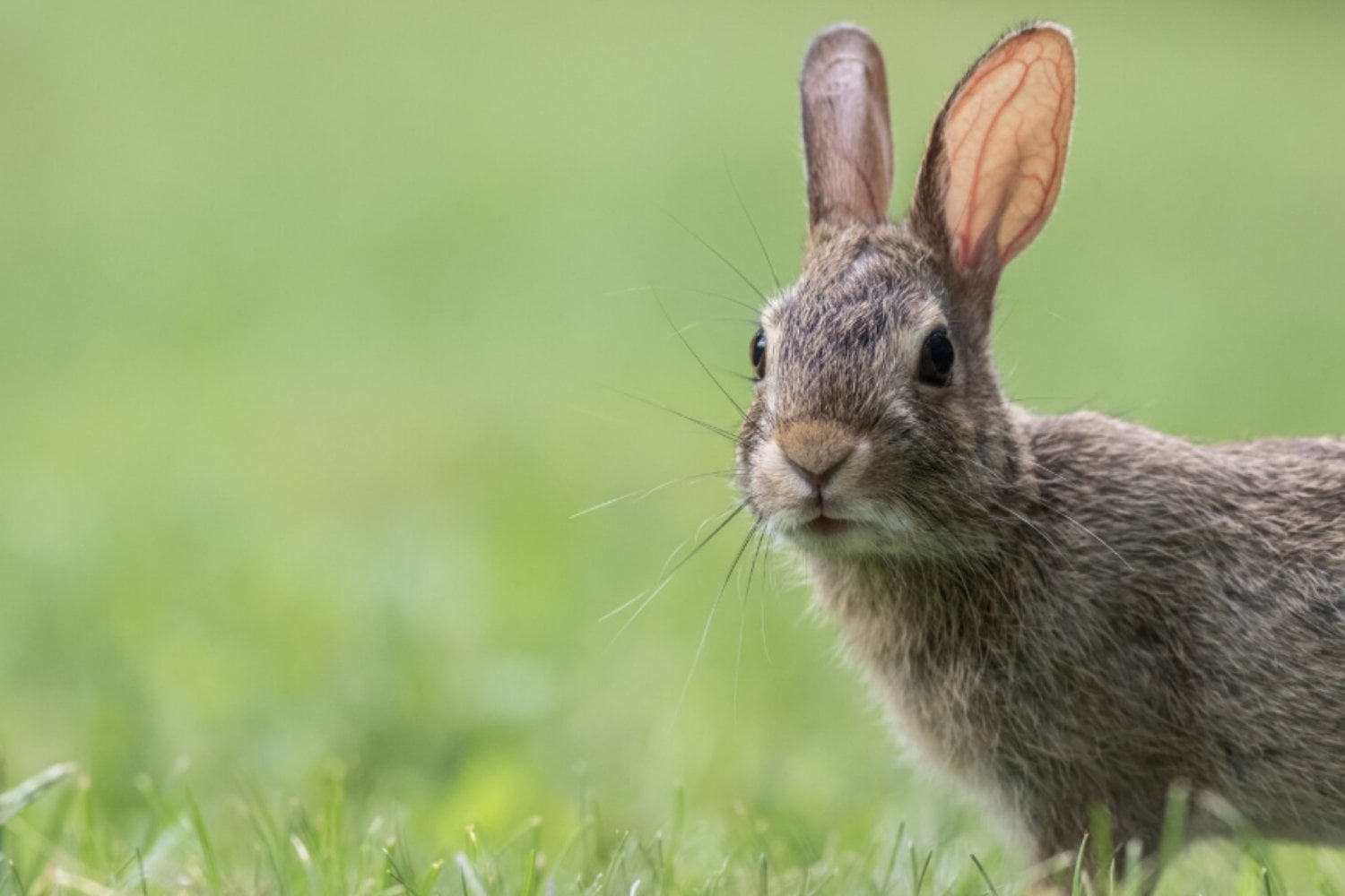 Dos historias evolutivas bajo un mismo nombre: el sorprendente caso del conejo en la península ibérica