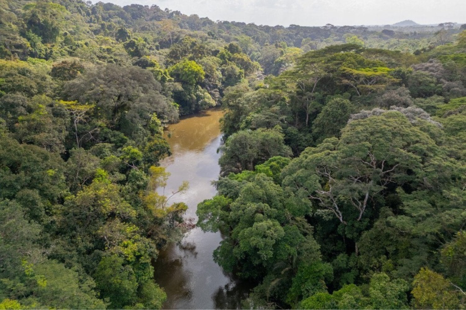 Tiwai: la isla africana que resucitó del silencio para convertirse en Patrimonio Mundial