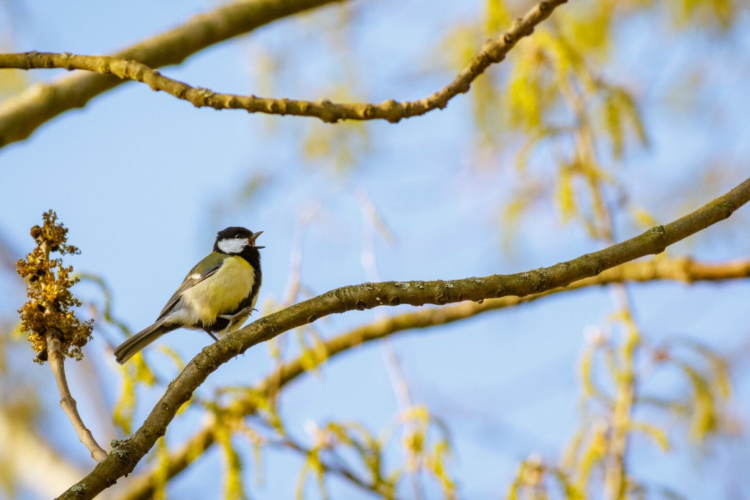  amanecer y el canto de las aves: la biología detrás del sonido más antiguo del mundo)