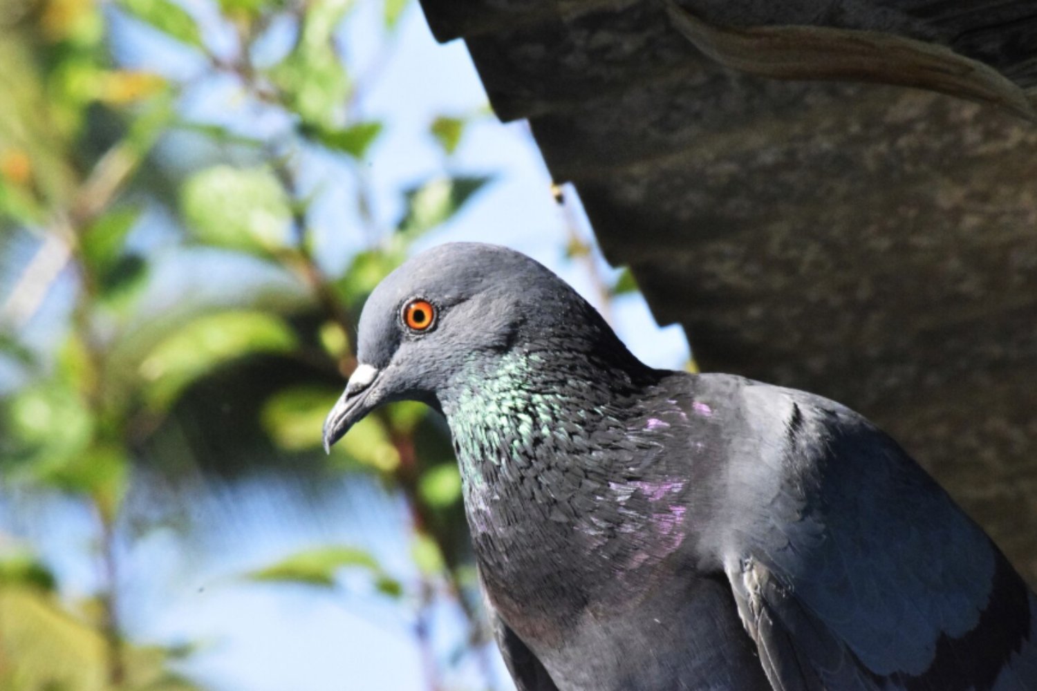 No era la retina: la ciencia confirma dónde está realmente la brújula de las palomas