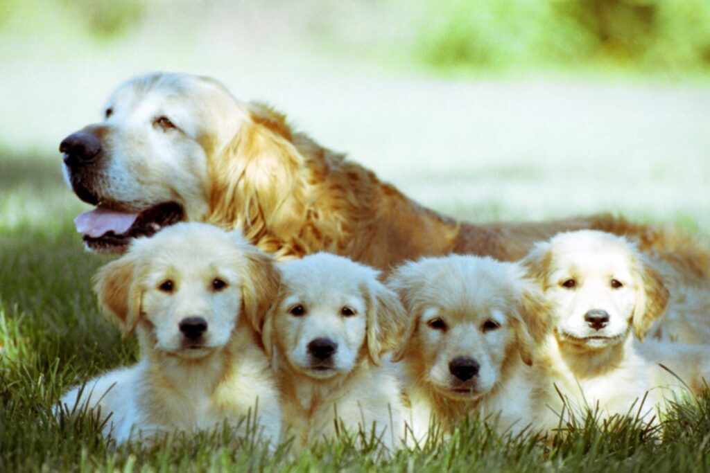 Golden retriever y humanos comparten 12 genes clave: la ciencia revela un vínculo emocional inesperado