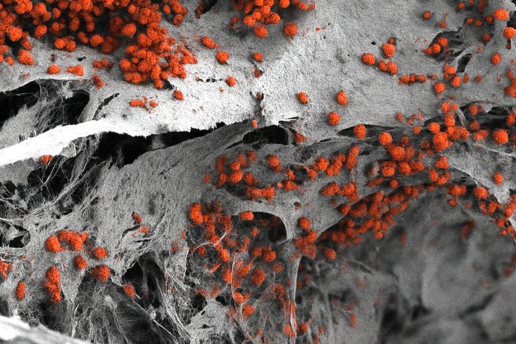 La primera médula ósea humana creada en laboratorio: así será el futuro de los tratamientos contra el cáncer