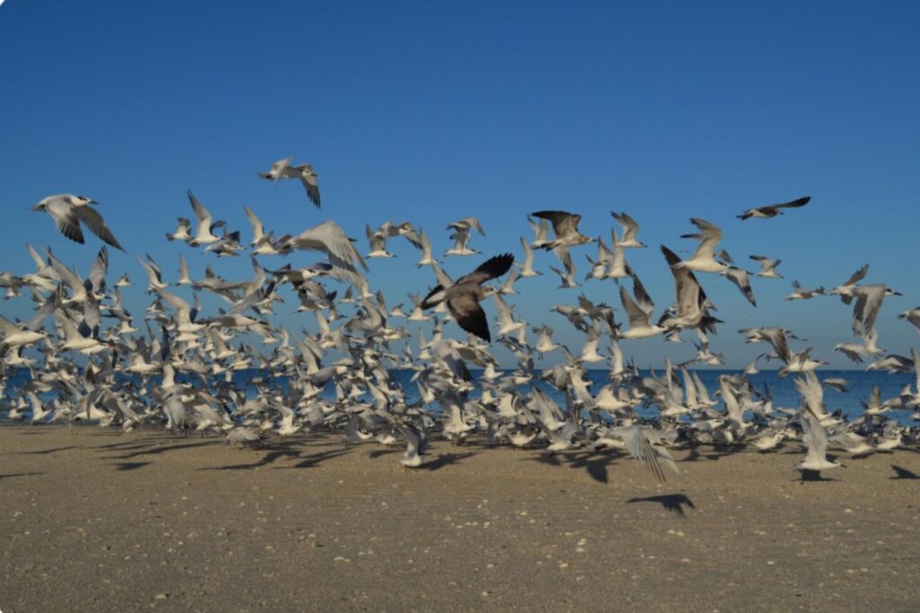 Las aves del sur de España están trasladando el plástico de los vertederos a los humedales