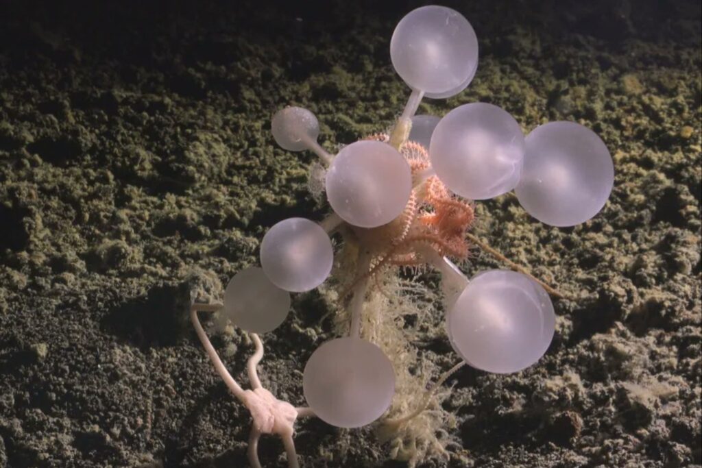 “Death Ball”: la esponja carnívora que devora en silencio en las profundidades antárticas