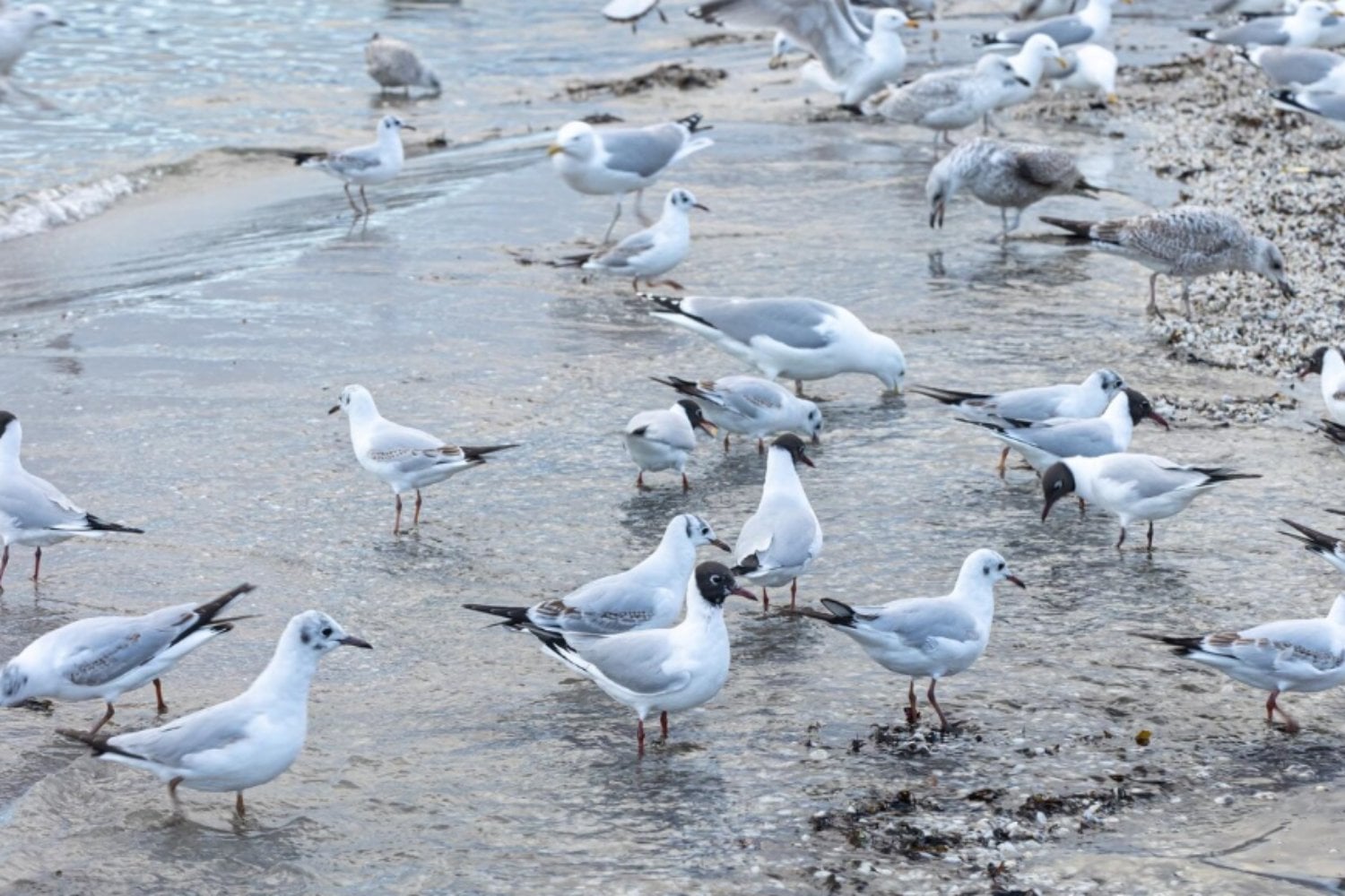 Las aves del sur de España están trasladando el plástico de los vertederos a los humedales