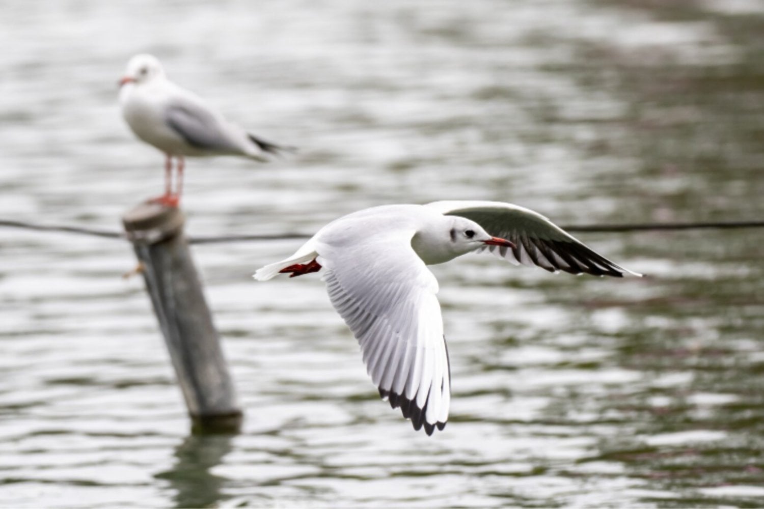 Las aves del sur de España están trasladando el plástico de los vertederos a los humedales