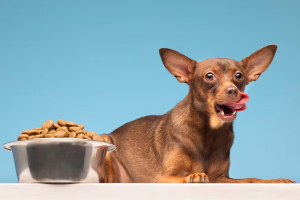 El sorprendente impacto climático de tener un perro: lo que la ciencia revela sobre una decisión cotidiana