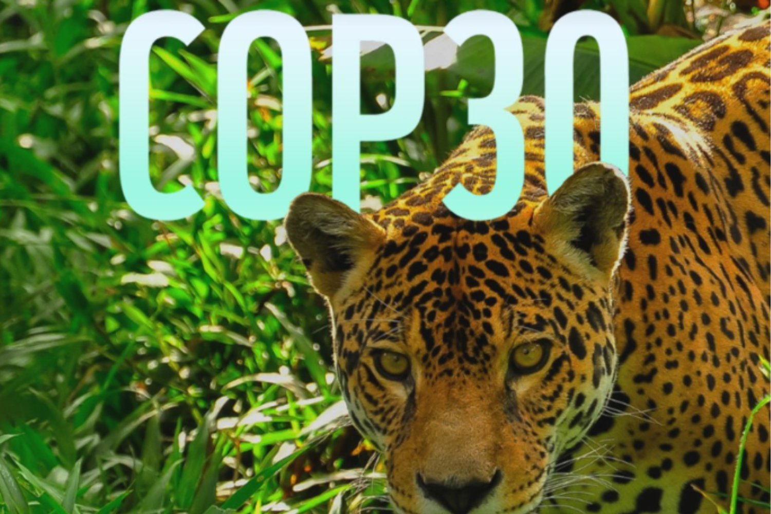 Belém 2025: la COP30 inicia con la advertencia más dura de la OMM y el regreso de las protestas climáticas