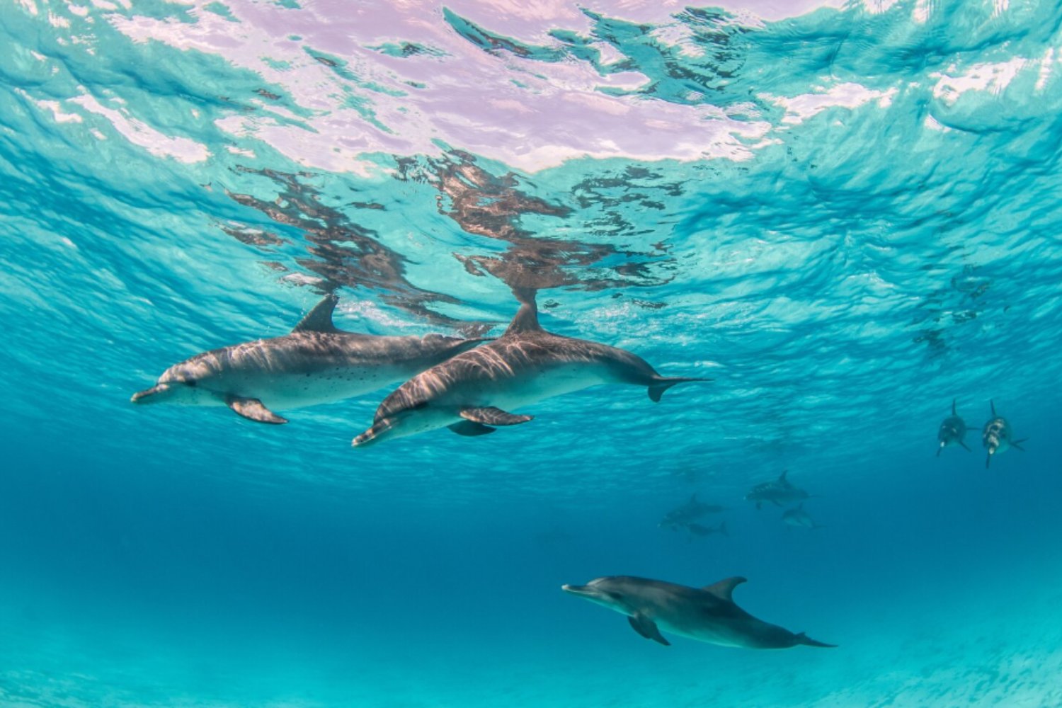 Los animales más inteligentes del planeta: quiénes lideran el ranking y por qué