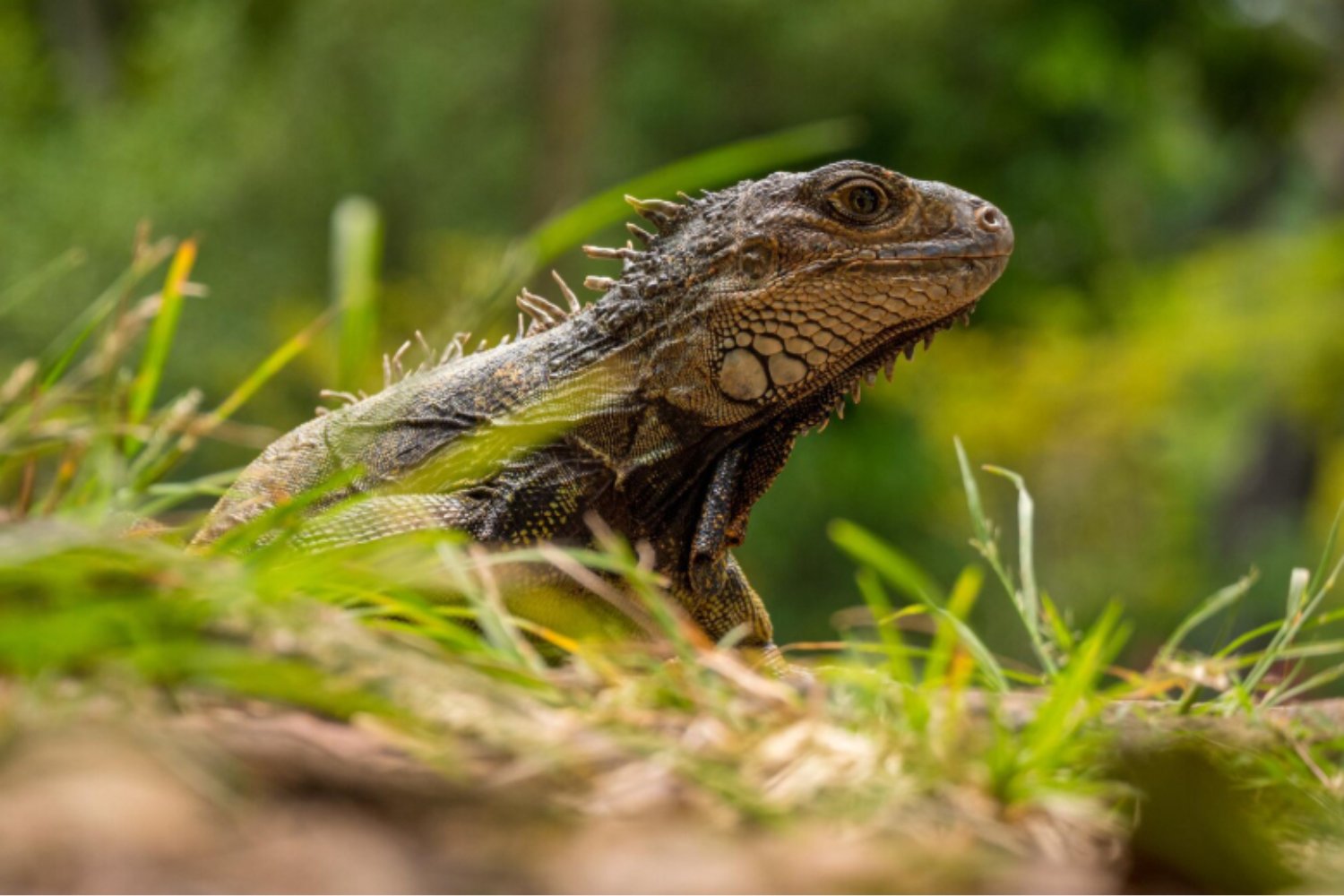 Las iguanas que desafiaron a la historia: Clarion no las heredó de los humanos, sino del tiempo
