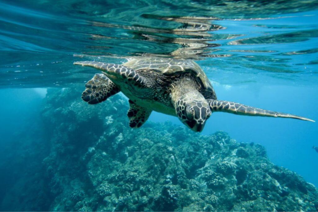 El océano entra en la agenda climática global: por qué la COP30 de Belém marca un antes y un después para el planeta