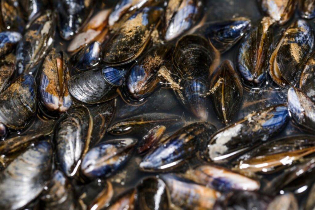 El brote que cruzó fronteras dentro de un mejillón: cómo un contagio en Gales terminó infectando a decenas en los Países Bajos