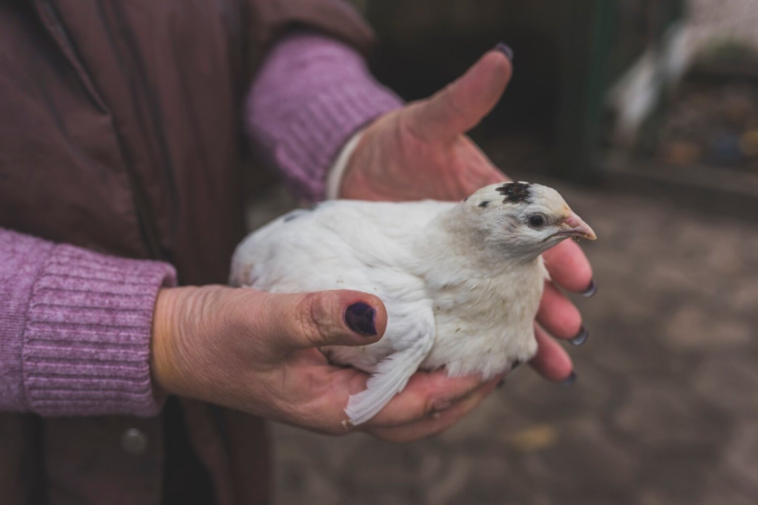 La gripe aviar H5N5 provoca la primera muerte humana: el brote que nadie vio venir