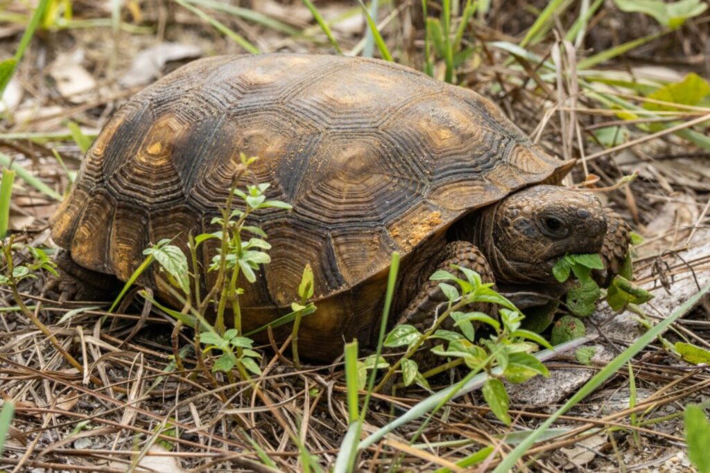 Una tortuga fósil europea cambia el origen del linaje de las especies tropicales asiáticas