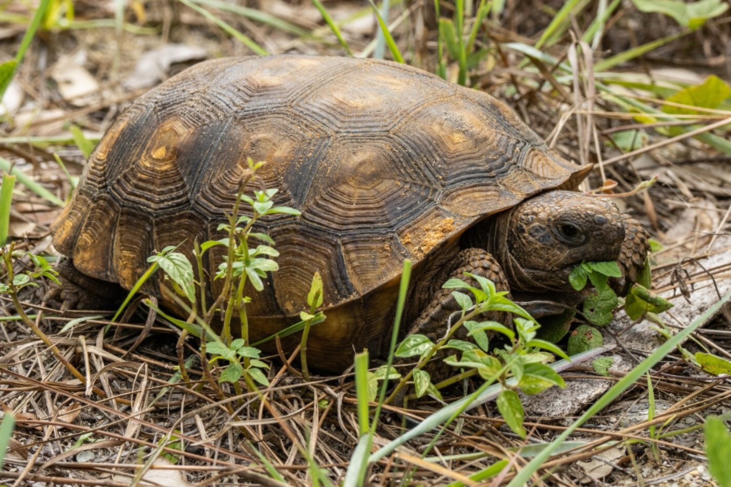Una tortuga fósil europea cambia el origen del linaje de las especies tropicales asiáticas