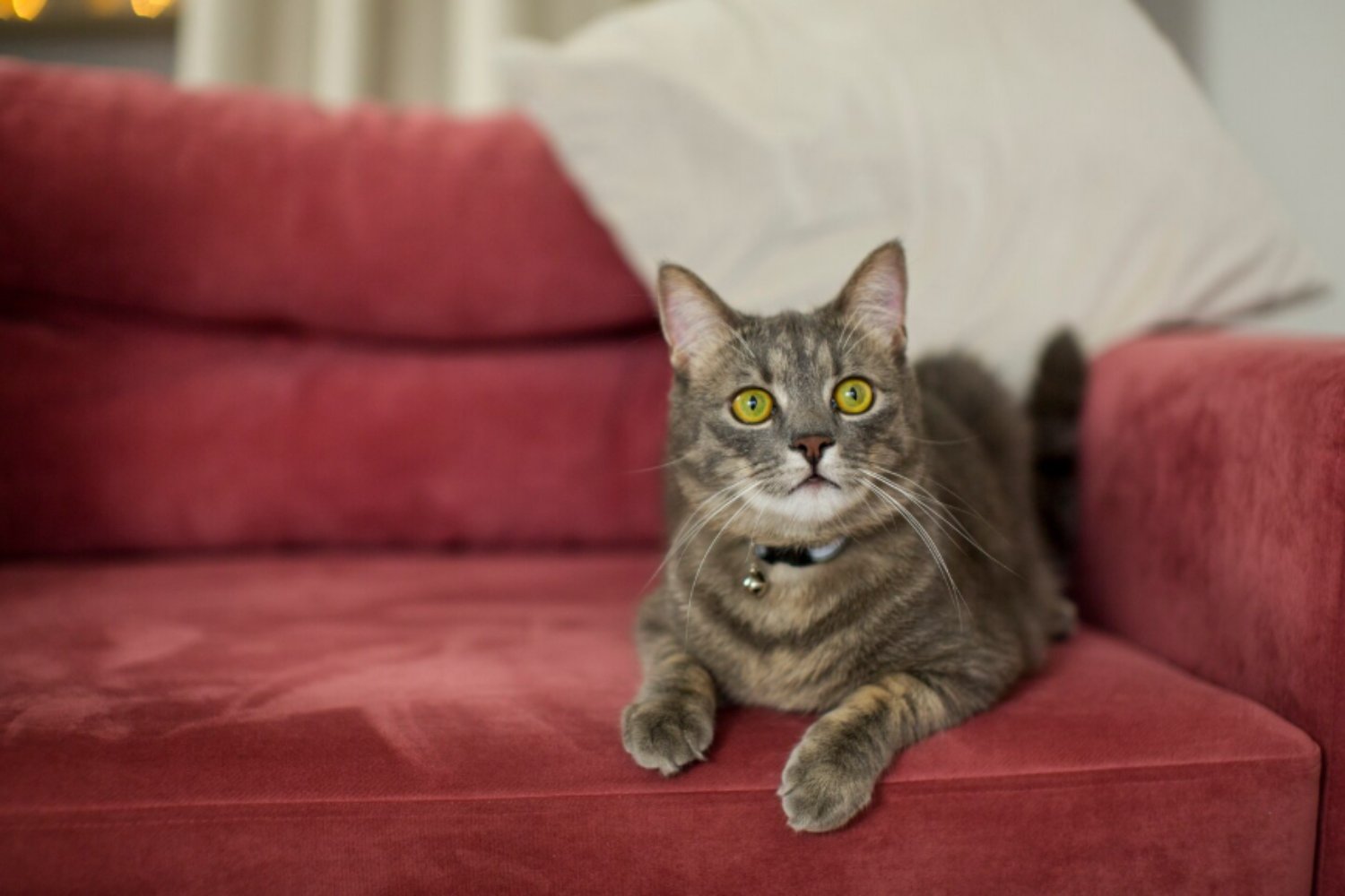 Los gatos modernos no son lo que parecen: su linaje africano sale a la luz