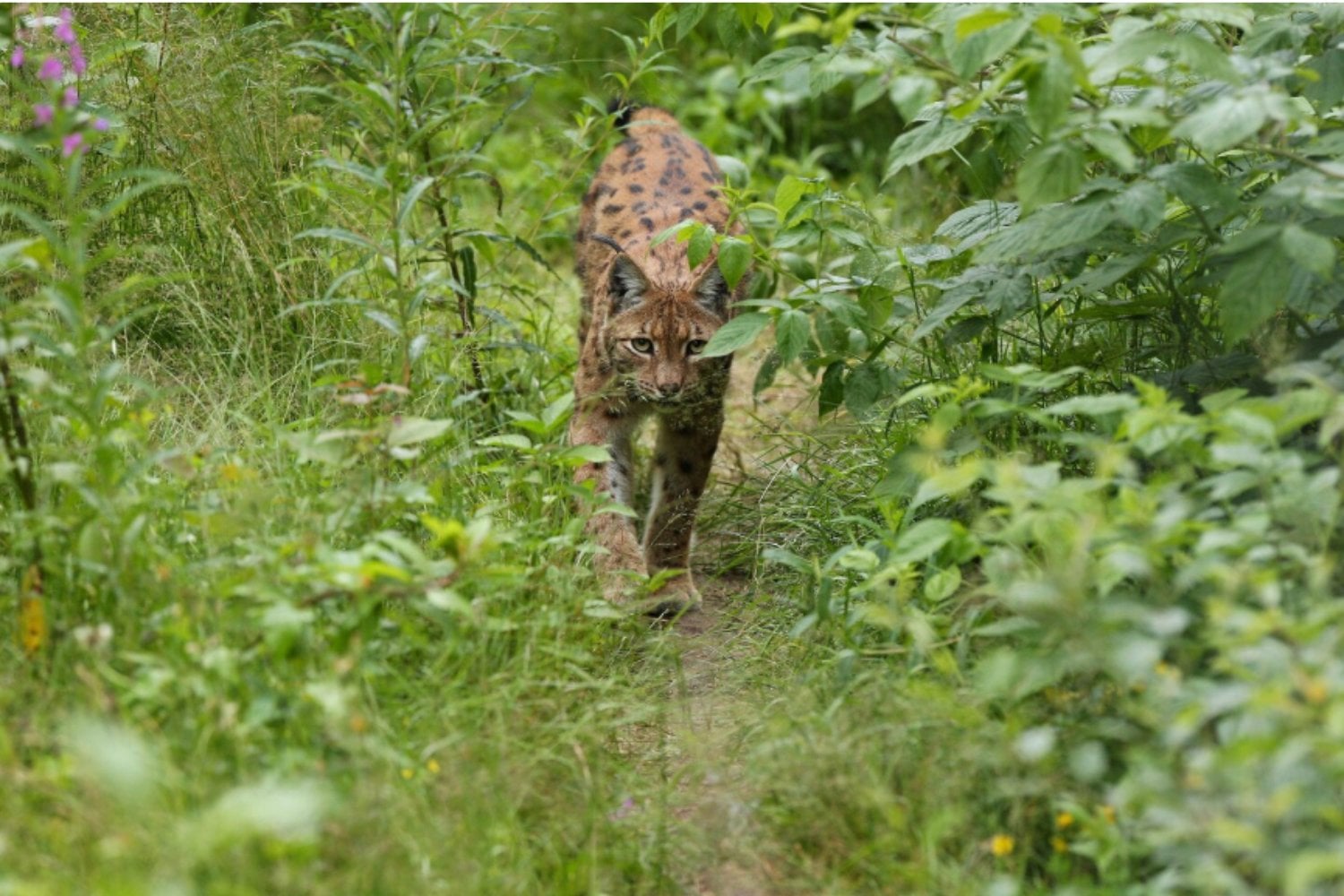 Los gatos modernos no son lo que parecen: su linaje africano sale a la luz