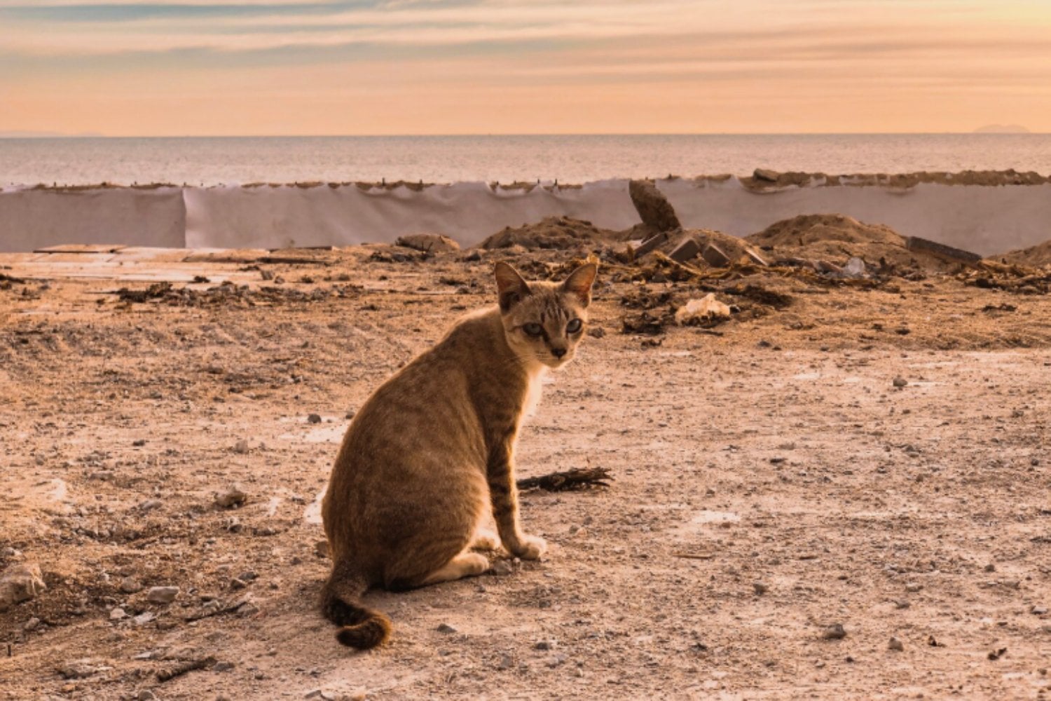 Los gatos modernos no son lo que parecen: su linaje africano sale a la luz