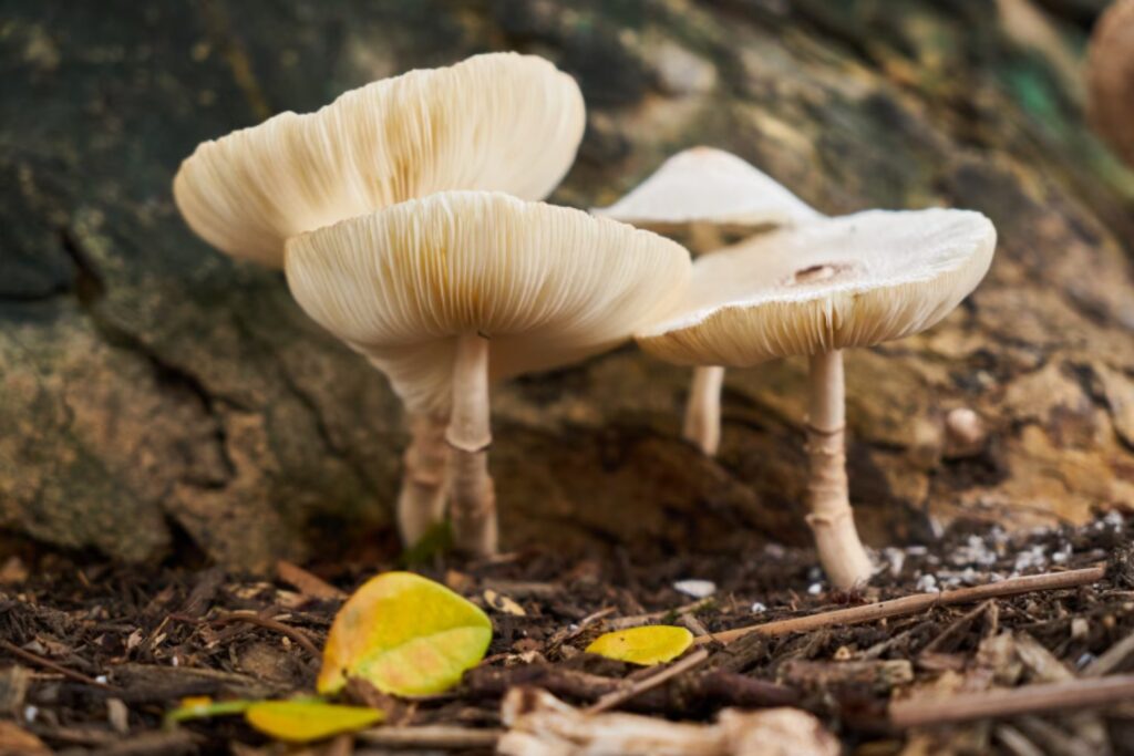 El hongo que sabe a carne: la edición genética crea una proteína más sostenible y con un 61% menos de impacto ambiental