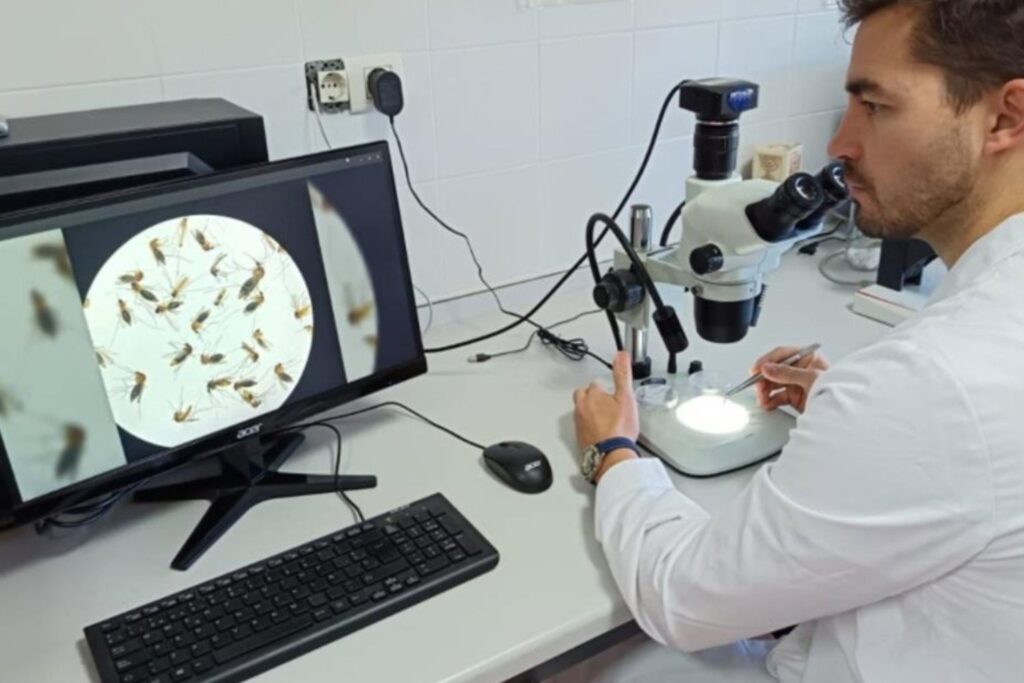 El “mosquito del metro” no nació en Londres: la ciencia revela un origen milenario escondido en el Mediterráneo