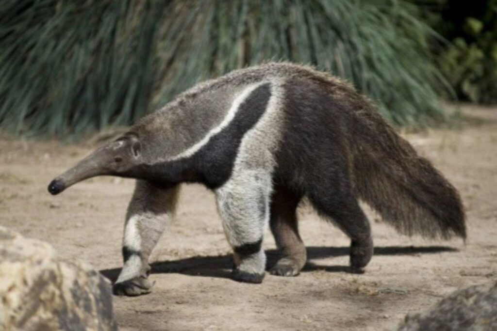 La cola que sostiene una vida: el secreto oculto del oso hormiguero gigante