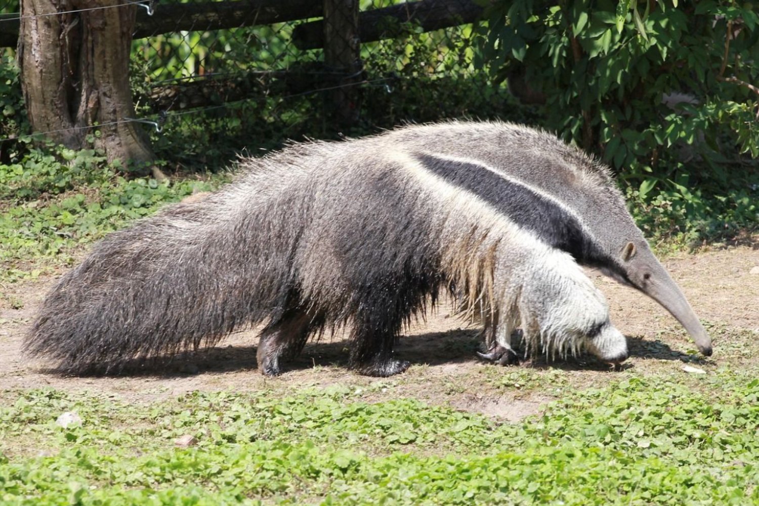 La cola que sostiene una vida: el secreto oculto del oso hormiguero gigante