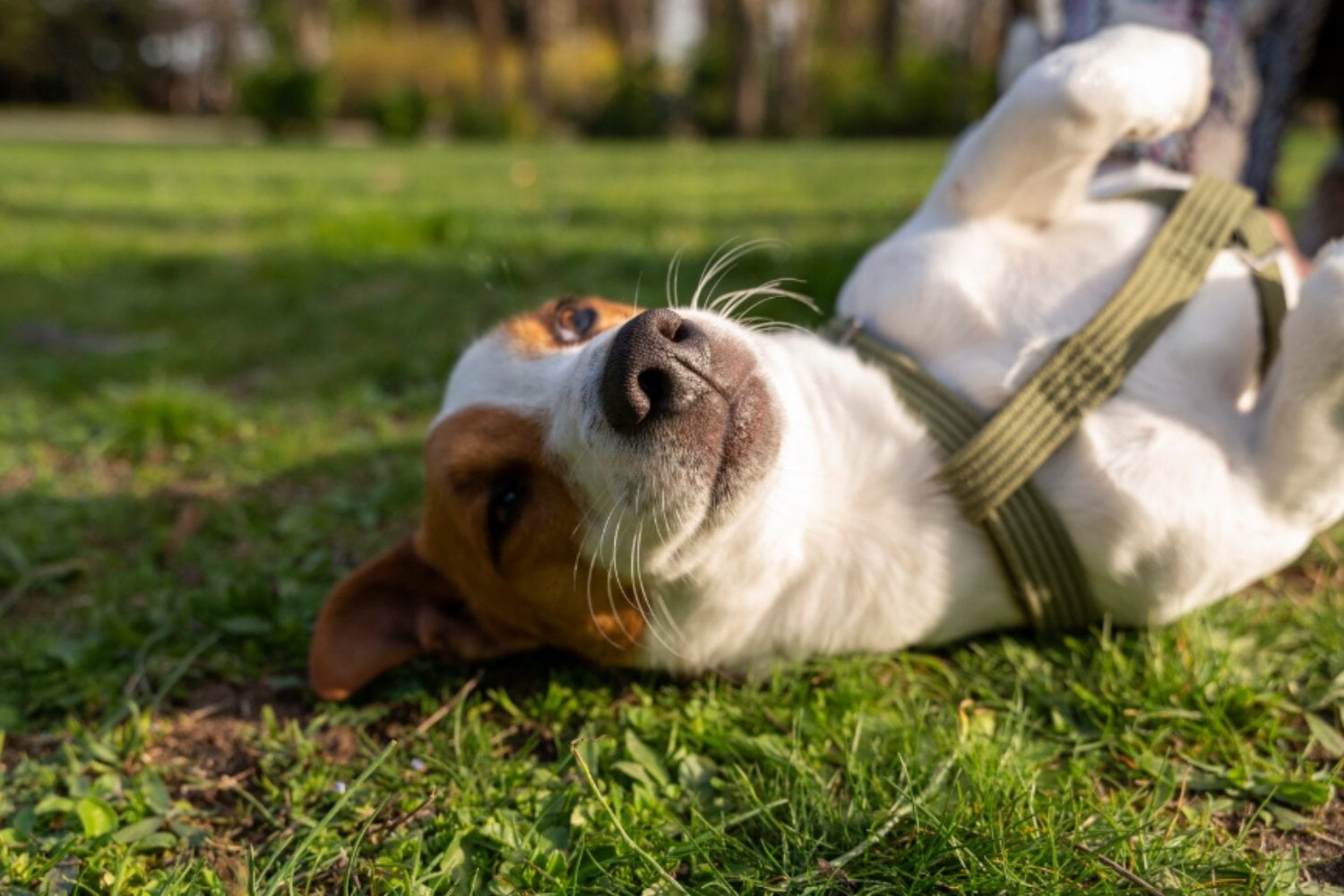 Longevidad canina: los investigadores descubren qué conductas hacen que los perros vivan más y mejor