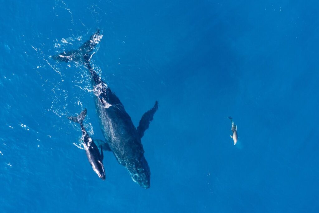 Respirar sin aire: la asombrosa reinvención biológica que permitió a los mamíferos marinos conquistar el océano