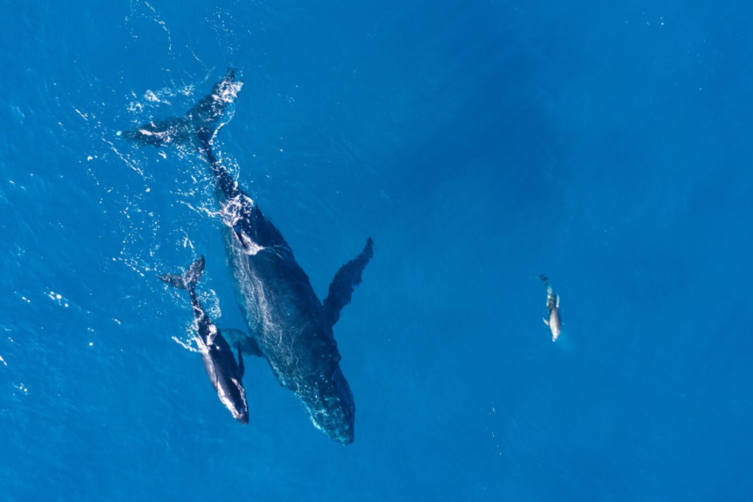 Respirar sin aire: la asombrosa reinvención biológica que permitió a los mamíferos marinos conquistar el océano