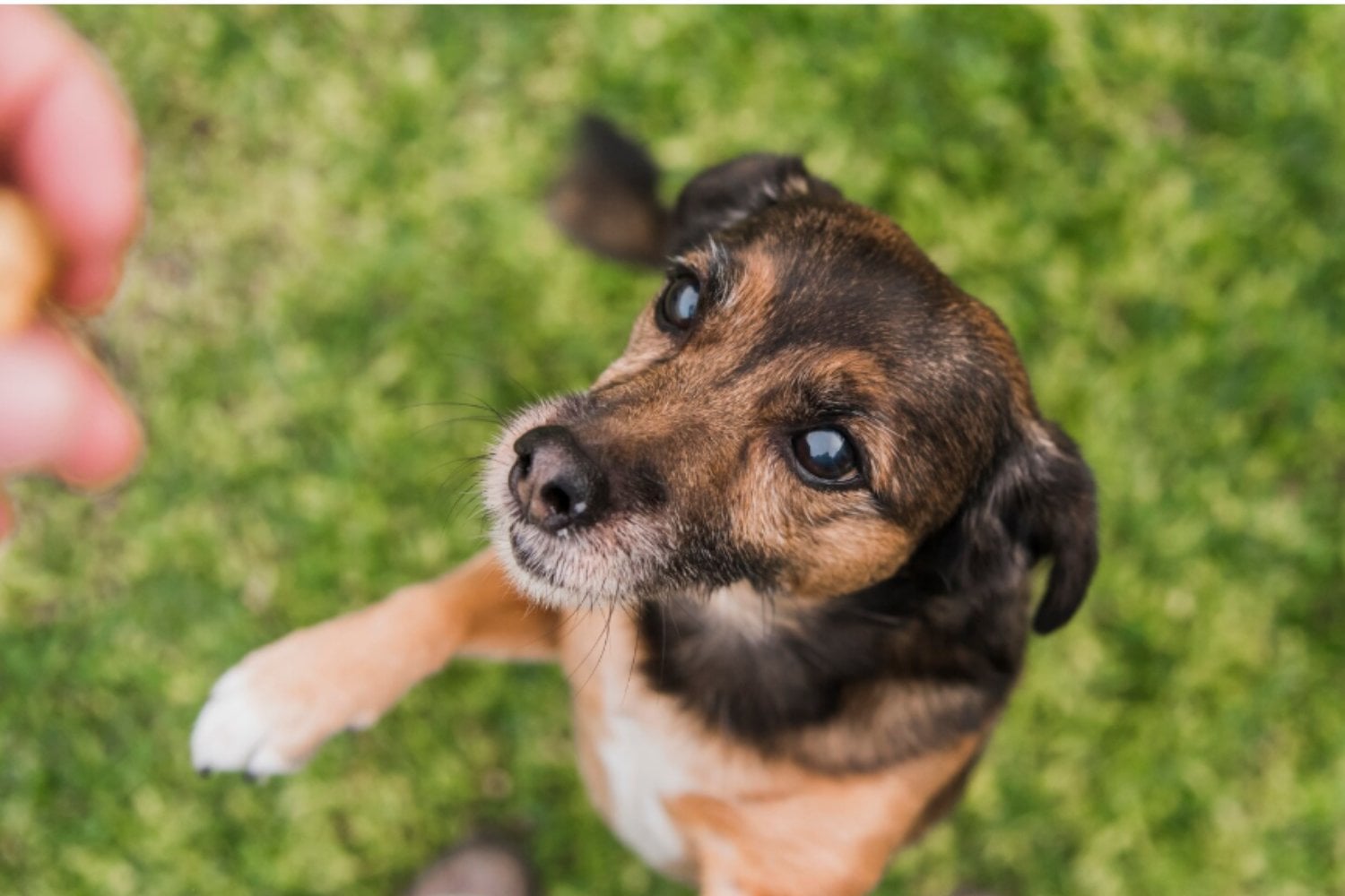 Longevidad canina: los investigadores descubren qué conductas hacen que los perros vivan más y mejor
