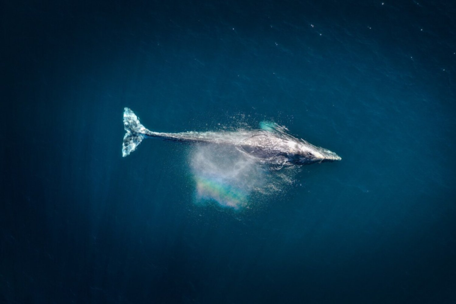 Respirar sin aire: la asombrosa reinvención biológica que permitió a los mamíferos marinos conquistar el océano
