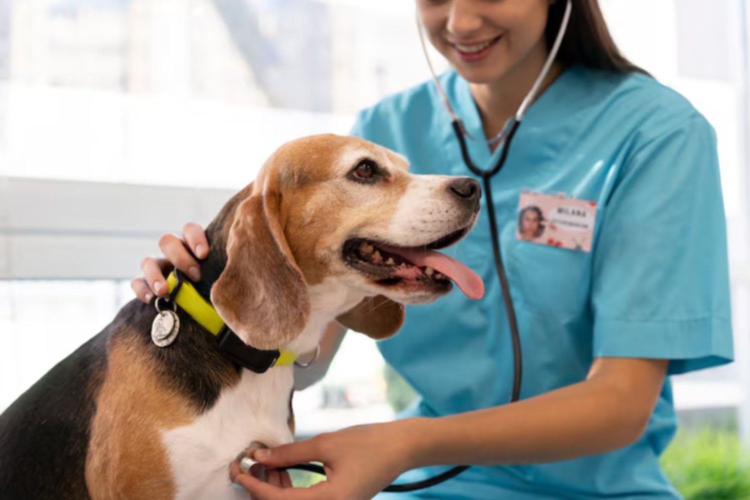Longevidad canina: los investigadores descubren qué conductas hacen que los perros vivan más y mejor