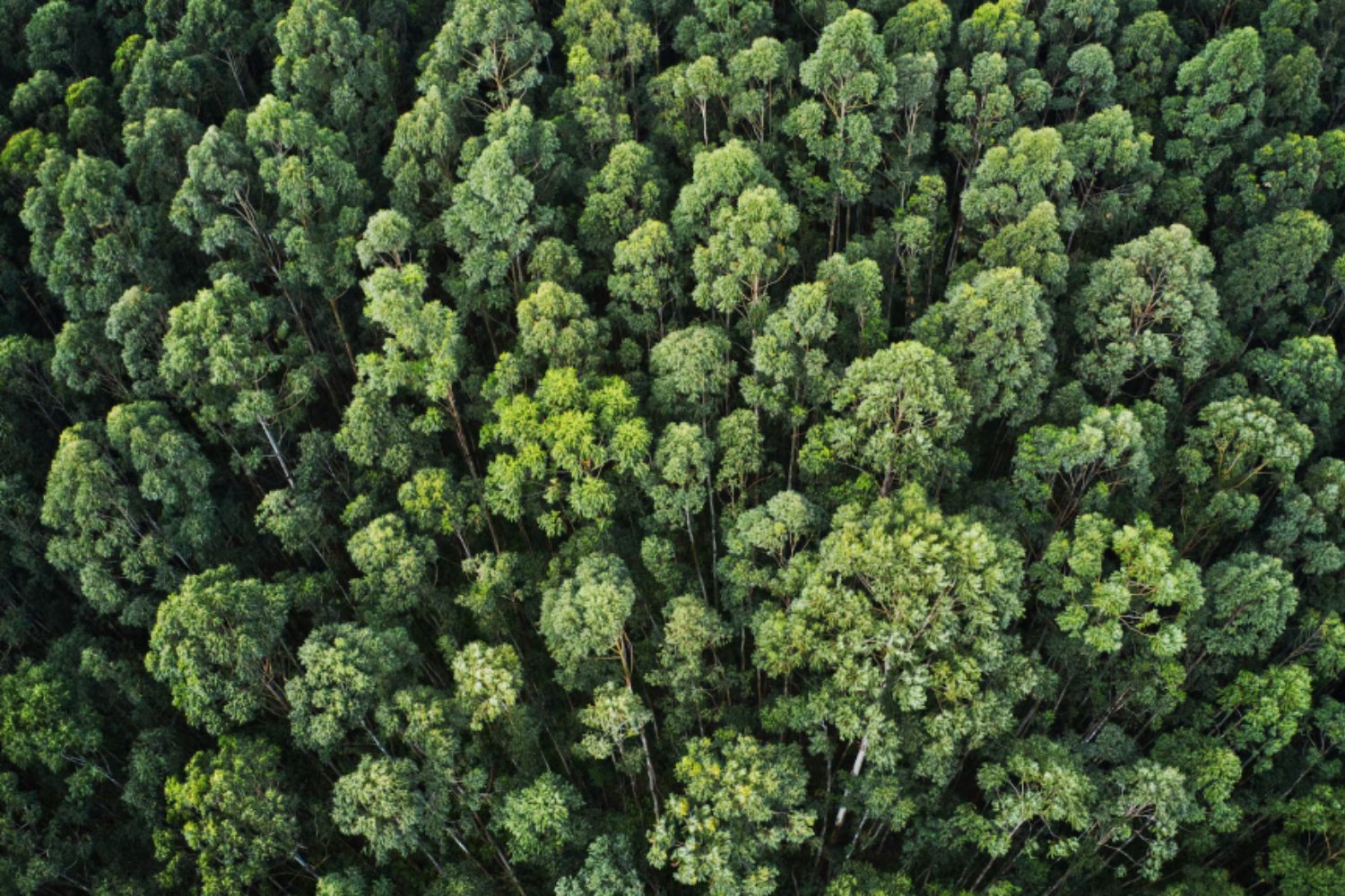 Los bosques, el último escudo del planeta: por qué son esenciales para frenar el calentamiento global