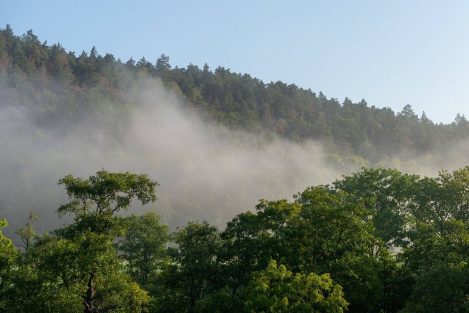 Los bosques, el último escudo del planeta: por qué son esenciales para frenar el calentamiento global
